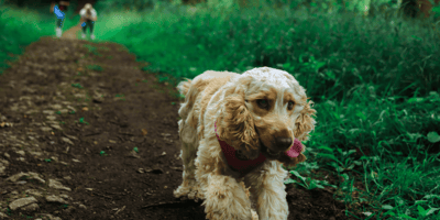 Cocker Spaniel running through the woods
