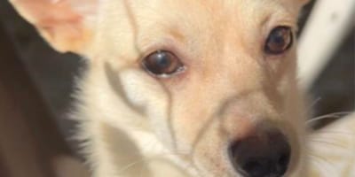 Hond Coconut