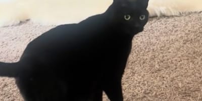 Cole the cat