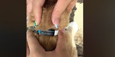 collier chat