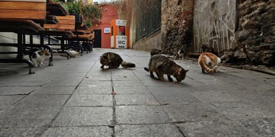 Katzenkolonie