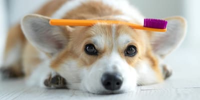 como-limpiar-dientes-perro-dentalife-purina