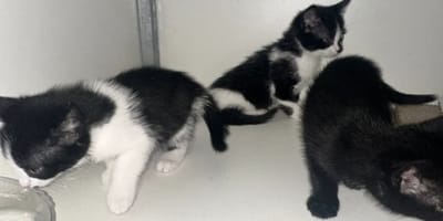 Conducteur in Venlo krijgt reistas met kittens in zijn handen gedrukt