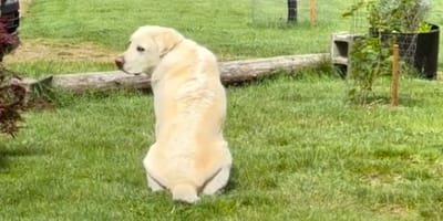 Hund Cooper