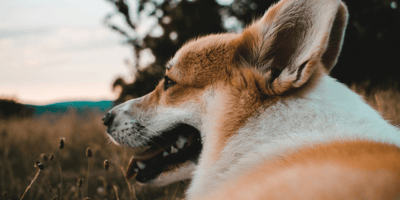 Corgi looking out across a field