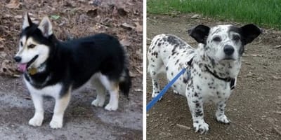 Incroci di Corgi e mix di Corgi