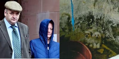 Couple sentenced for neglecting dogs and dogs in cellar