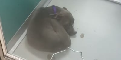 Courage le chiot
