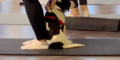 Puppy Yoga class