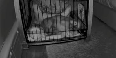 Hundebox in der Nacht