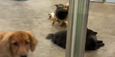 Doggy daycare
