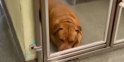 Hond Crème