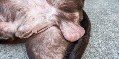 Wie groß ist der Penis eines Hundes