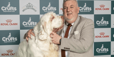 Cumber Spaniel Bruin, winner of Crufts 2026 "Best in Show"