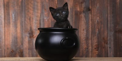 Czarny kot - Halloween