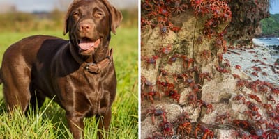 czekoladowy labrador i Wyspa Bożego Narodzenia