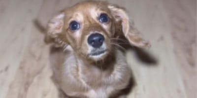 Dachshund looking up at camera