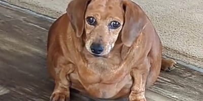 Dackel Daisy wog unglaubliche 25 Kilo