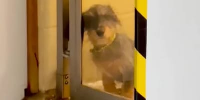 Dackel-Mix schaut durch eine Glastür