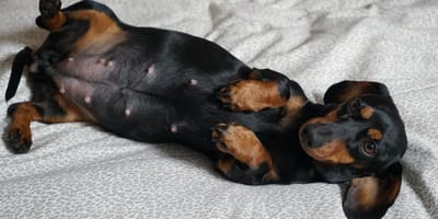 Teckel-teefje recordworp