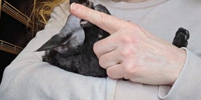 Dalia de Devon Rex kat