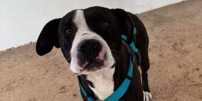 dana-valencia-perro-devuelto-protectora