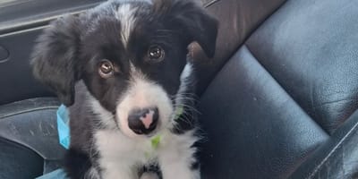 Dant szczeniak border collie