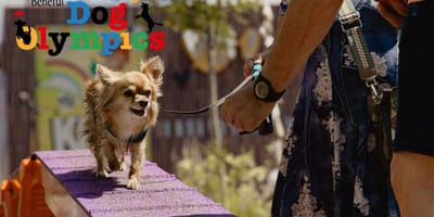Dafne Schippers neemt het op tegen honden op de Dog Olympics in het Amsterdamse Bos