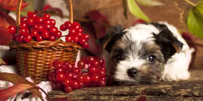 Mag een hond cranberry's?