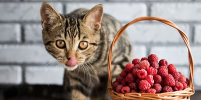 Mag een kat frambozen eten?