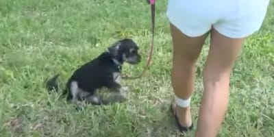 Dax le chiot