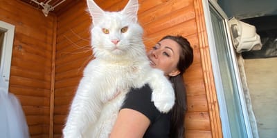 De 12kg zware Maine Coon Kefir uit Rusland