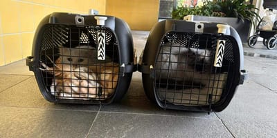 De 2 aangeslagen katten na een explosie in een flat in Rijswijk