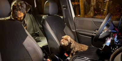 Die beiden Hunde, die die Frau ausführte, wurden von der Polizei nach Hause gebracht