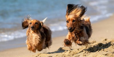 de beste hondenstranden waar je hond los mag lopen