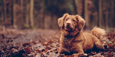 De gevaren van de herfst voor je hond