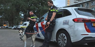de hond die in Den Haag uit een auto werd bevrijd