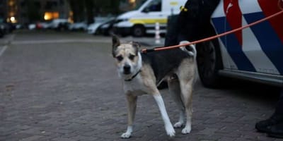 de hond die in Den Haag uit een auto werd bevrijd