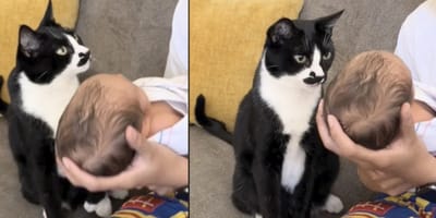 Gato ve al bebé por primera vez