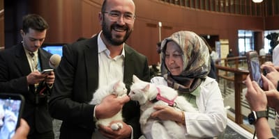 De katten van de Navo-top