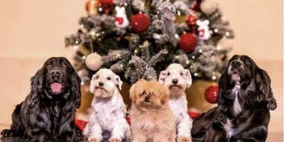 De kerstkaart van Juan Carlos en Sofía