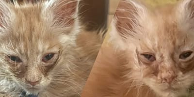 De Maine Coon katten die in zorgelijke toestand zijn gevonden in Rotterdam