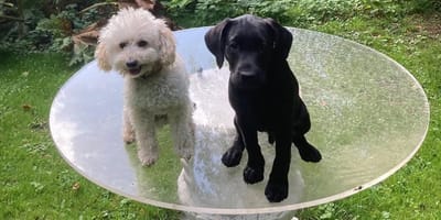 De nieuwe labrador-pup van het Koningshuis