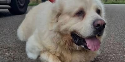 De Pyrenese berghond die vastgebonden werd gevonden in Tilburg