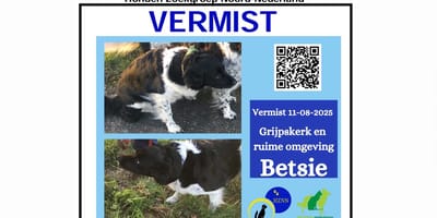 De zoektocht naar de Friese Stabij Betsie gaat door