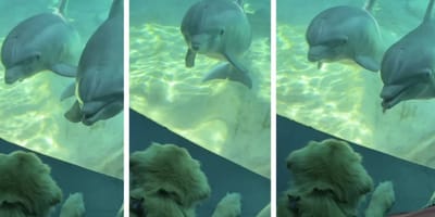 Delfine betrachten Golden Retriever