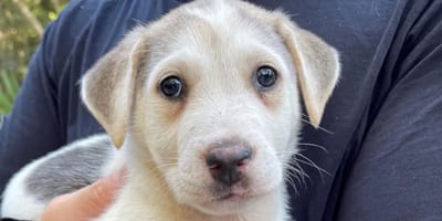 Dennis, pies z Meksyku