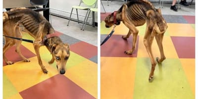 Der abgemagerte Jeremiah