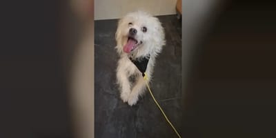 Il meticcio maltese abbandonato