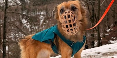 Der Hund der Münchnerin